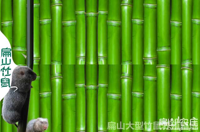 竹鼠（shǔ）草藥