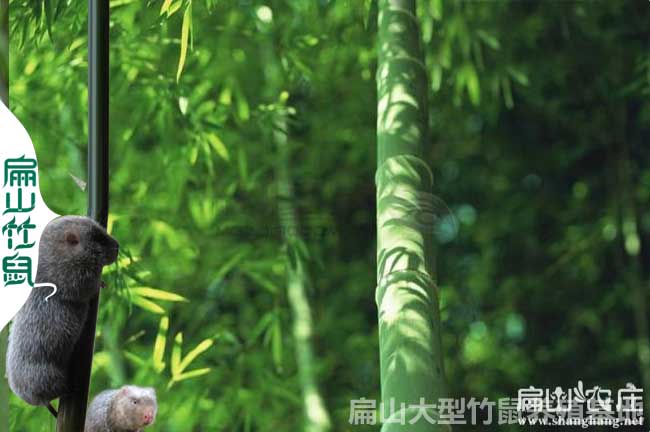 竹鼠食物竹子（zǐ）