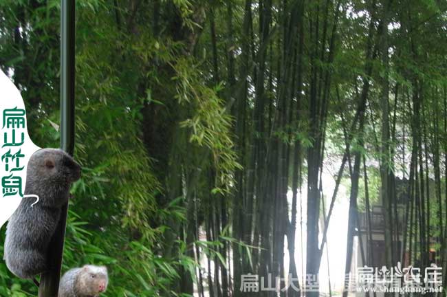 湖（hú）南婁底雙（shuāng）峰縣（xiàn）竹鼠養殖