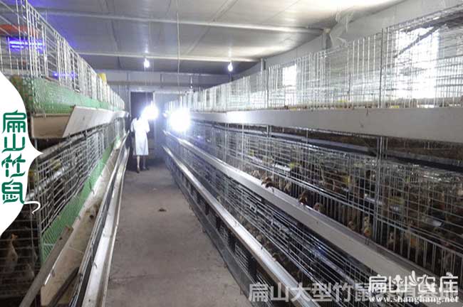 防城港竹鼠養殖（zhí）基地