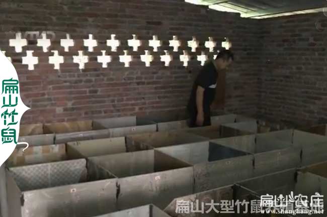 上林竹鼠養殖基地