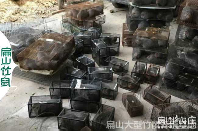 賓陽銀星c紅頰竹鼠（shǔ）養殖基地