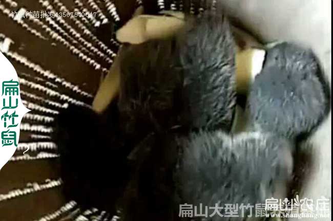 三江花兔（tù）竹鼠苗價格