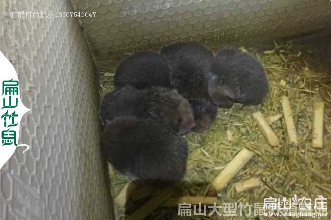 廈門（mén）竹鼠種苗批（pī）發