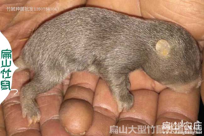 青川大中的竹鼠苗養殖