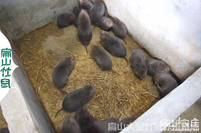 80對欽州靈山紅頰竹鼠養殖基地 廣西白毛竹鼠種苗場890元
