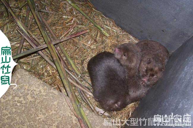 宜賓竹鼠養殖基地
