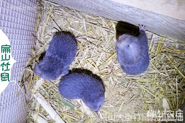 甘孜竹鼠種苗（miáo）批發
