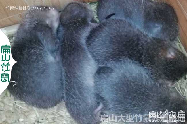 2023-2024廣西標準（zhǔn）竹（zhú）鼠養殖基地 哪裏（lǐ）有種苗繁（fán）殖場 389元/對