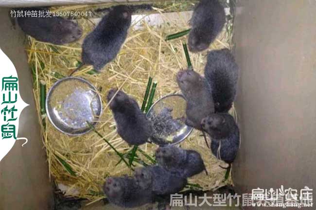 湖南竹鼠種苗價格(gé) 湖南竹(zhú)鼠種苗價格