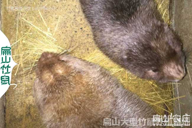 寧德大中的竹鼠養殖基地 寧德大中的竹鼠養殖基地