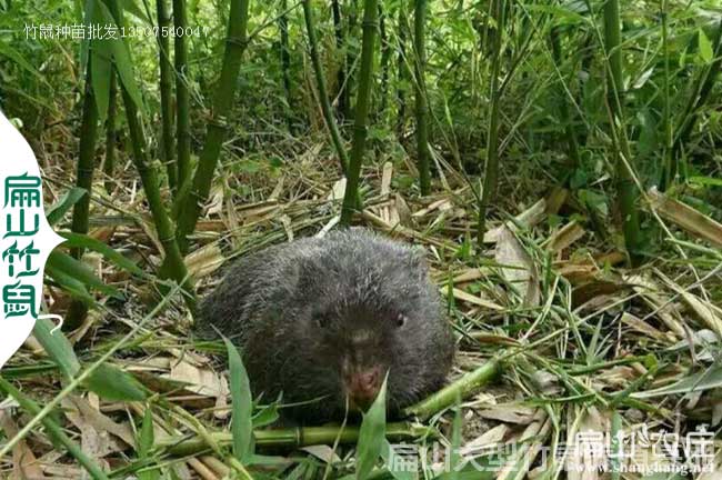 寧德竹鼠苗批發價格 寧德竹鼠苗批發價格