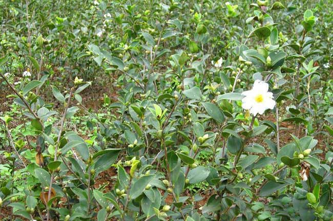 平南白花油茶種植（zhí）基地