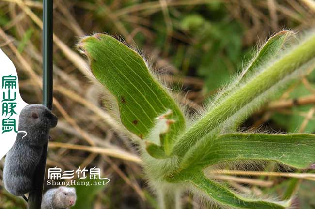 中藥對（duì）竹鼠溫度
