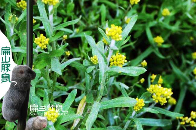 土雞中草藥白頭翁