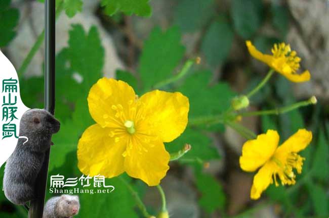 竹鼠地桃花中藥（yào）