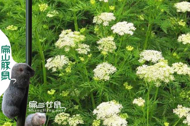 安徽蜜蜂（fēng）養殖