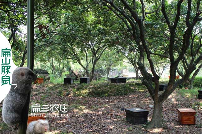 九江（jiāng）蜜蜂養殖
