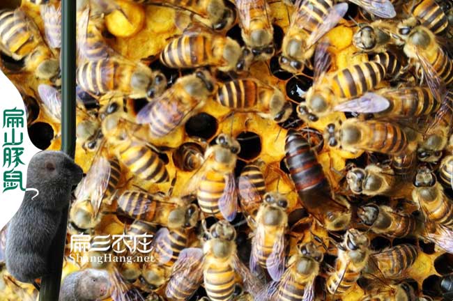 宜春蜜蜂批發（fā）