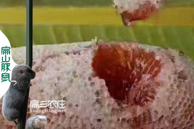 屏南蜂蜜批發