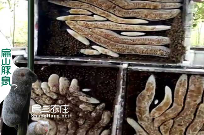 龍岩蜂巢（cháo）蜜批發