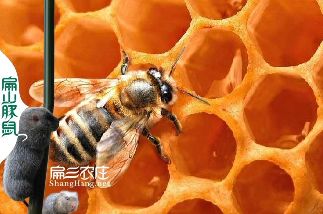 壽寧蜜蜂養殖