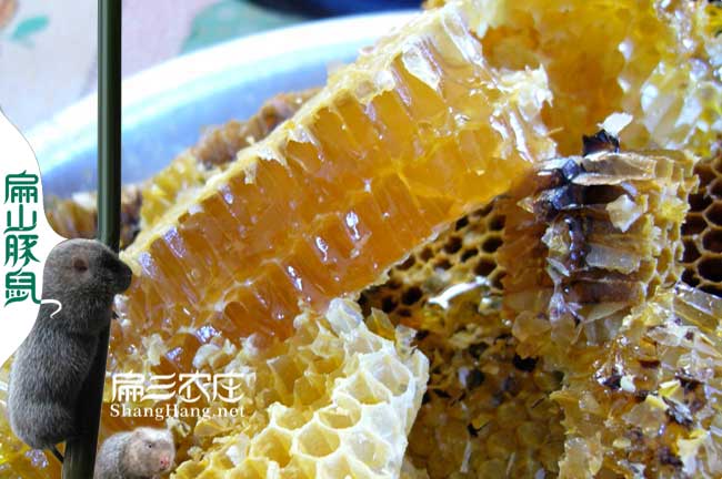 南陽蜜蜂養殖