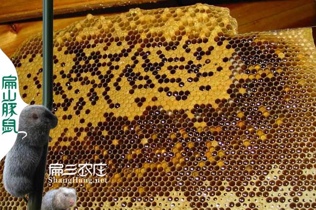 隨州(zhōu)蜜蜂養殖 隨州蜜蜂養殖