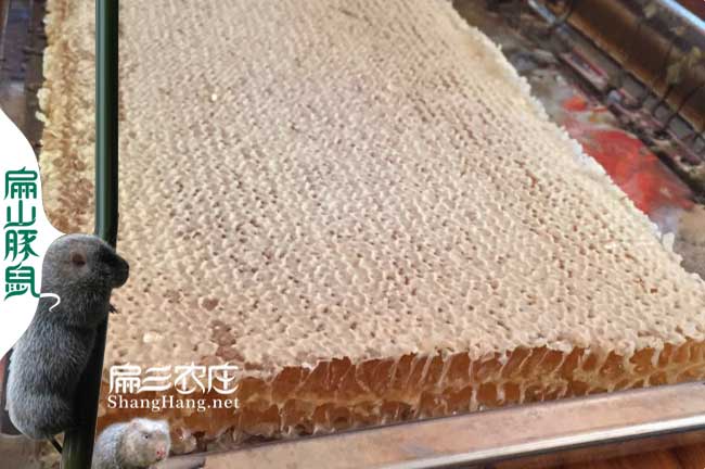 十堰蜜(mì)蜂(fēng)批發 十堰蜜蜂批發