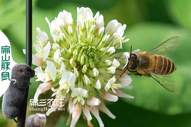 江西廣（guǎng）西白紅花（huā）大果油茶種植和蜜蜂一起養殖實現高產-扁山（shān）油（yóu）茶