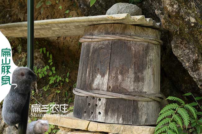 潛江蜂群（qún）批（pī）發