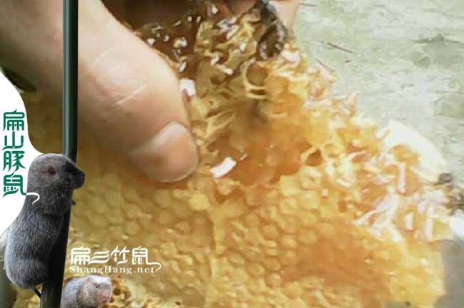 隨州蜂巢(cháo)蜜批發 隨州蜂巢蜜批發