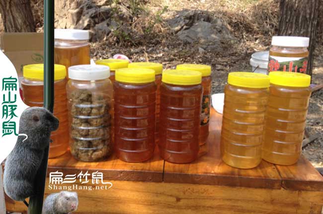 宣城蜜蜂批發