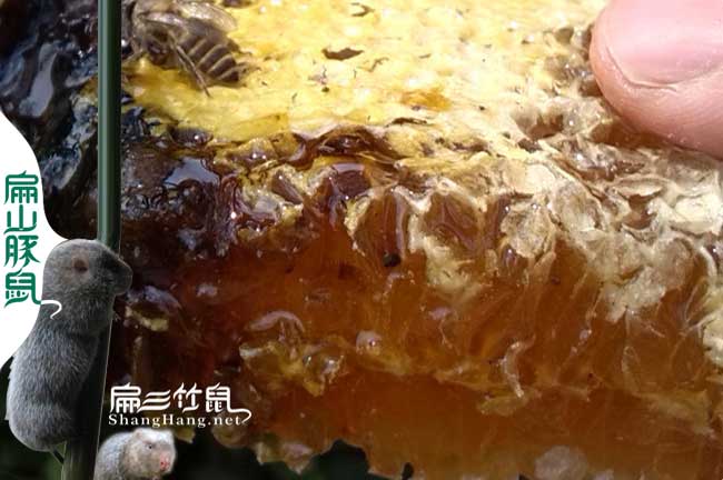 十堰蜜蜂養(yǎng)殖技術(shù)培(péi)訓(xùn) 十(shí)堰(yàn)蜜蜂養殖技術培訓