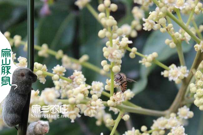 滁州蜜（mì）蜂養殖（zhí）