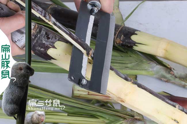 定海竹（zhú）鼠養殖合作社
