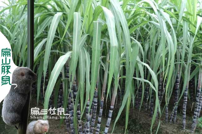 竹鼠（shǔ）腸炎甘蔗（zhè）批發