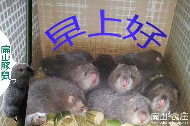 金華（huá）竹鼠（shǔ）種苗批發