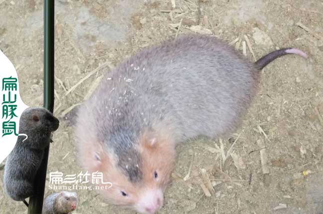 澄江竹鼠種苗批發