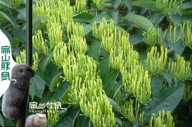 馬滄竹鼠種苗批發