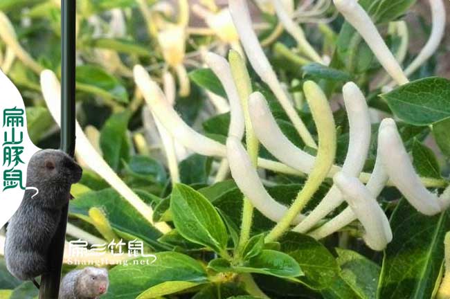 四（sì）川竹鼠養殖（zhí）中藥