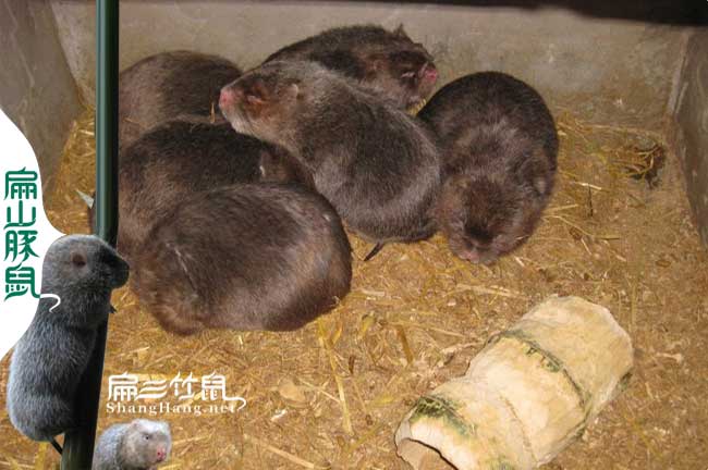 金華竹鼠養殖基地（dì）