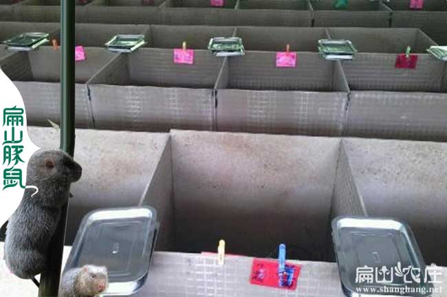 懷化竹鼠養殖基地