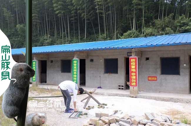 雲（yún）南竹鼠竹鼠養殖技術交流微信群
