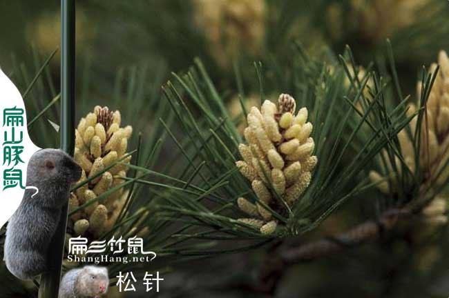 竹鼠運輸鬆針