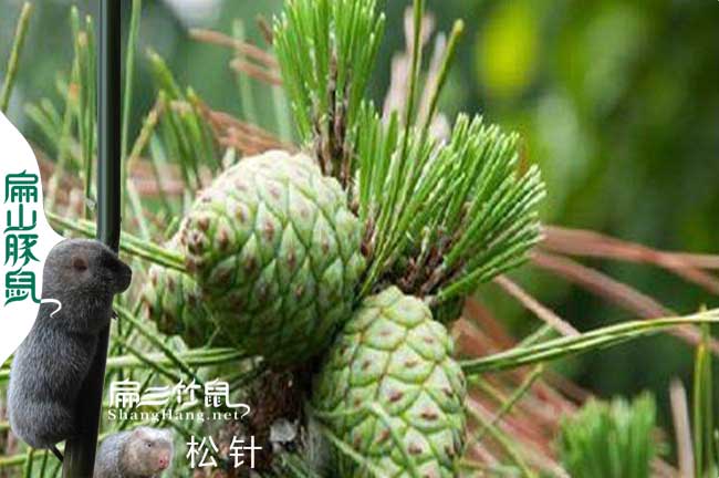 竹鼠吃松针