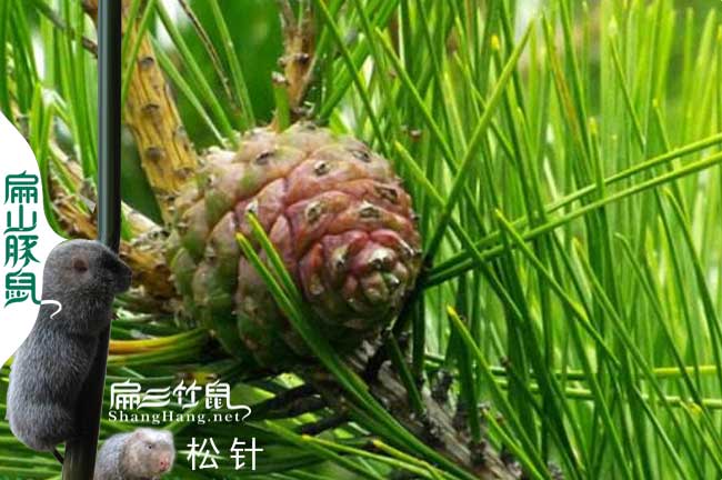 貴（guì）州鬆針粉製作方法