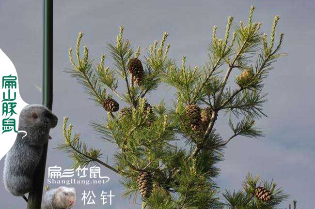 仙居（jū）縣竹（zhú）鼠種苗批發價格