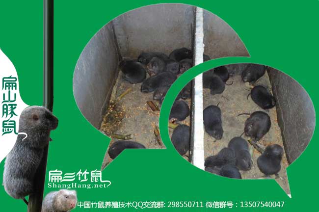 廣西竹鼠養殖技術微信群