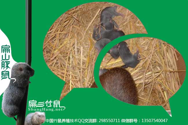 竹鼠養殖微信交流（liú）